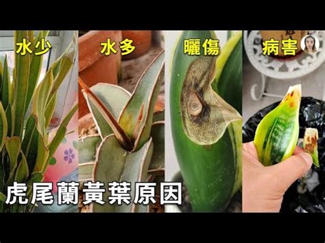 虎尾蘭枯萎|虎尾蘭怎麼救？拯救黃葉虎尾蘭的終極指南 